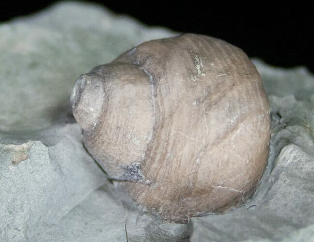 Fossil Gastropod (Cyclonema) Ordovician - Ohio #11470